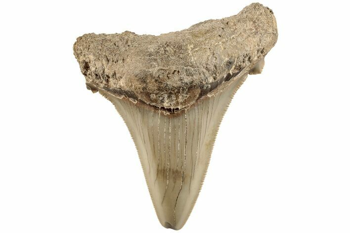 Serrated Angustidens Tooth - Megalodon Ancestor #202392